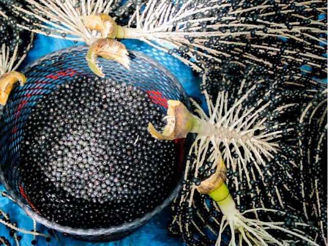Acai zdrava malica polna vitaminov